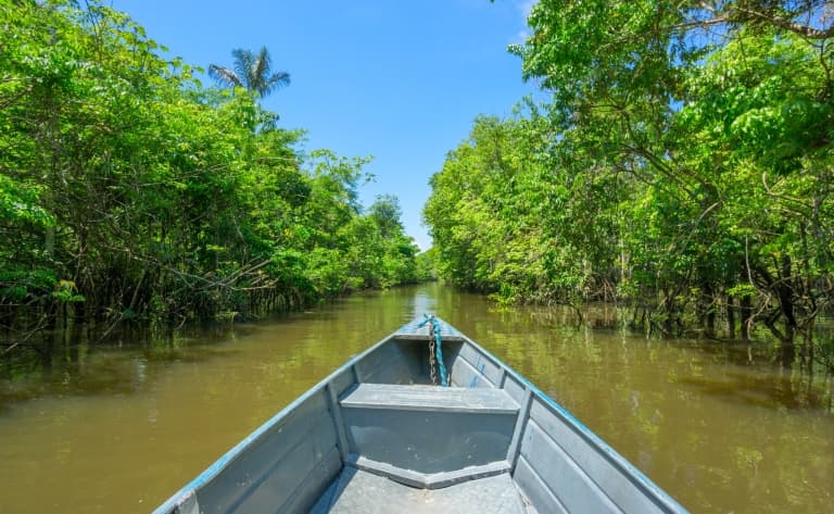 Faune et flore de l’Amazonie