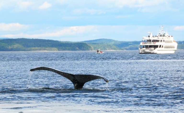 Tadoussac, le chant des baleines