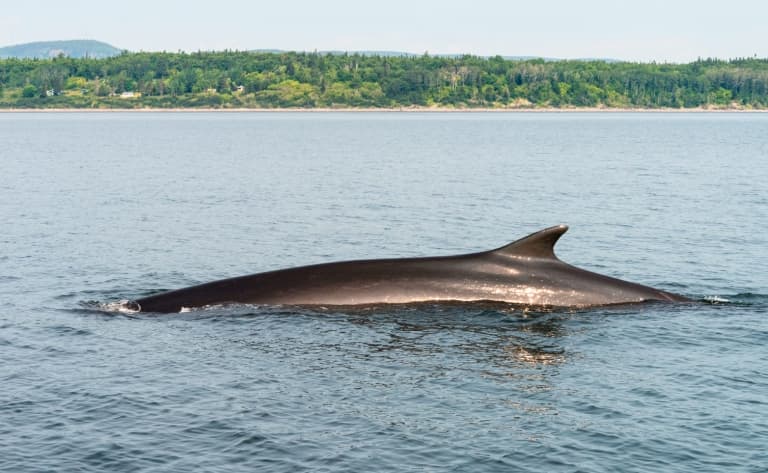 Le chant des baleines