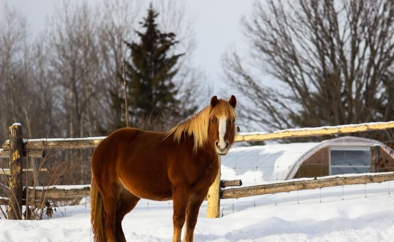 Balade à cheval sur la neige et soirée Réveillon.  Joyeuses fêtes !