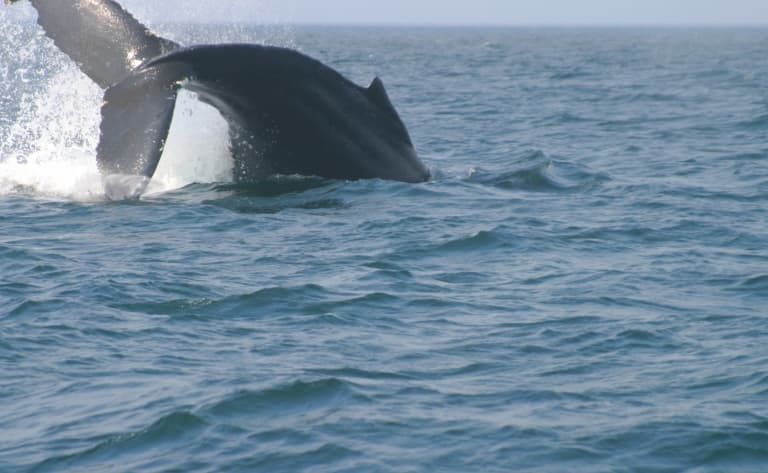 Croisière d'observation des baleines