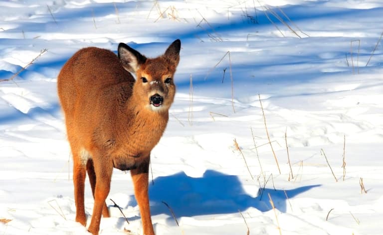 Observation de la faune