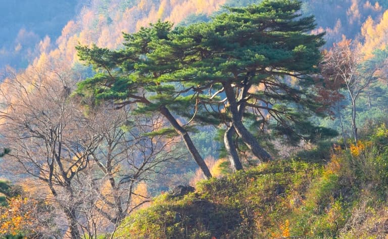 Jirisan, Le plus grand parc de Corée