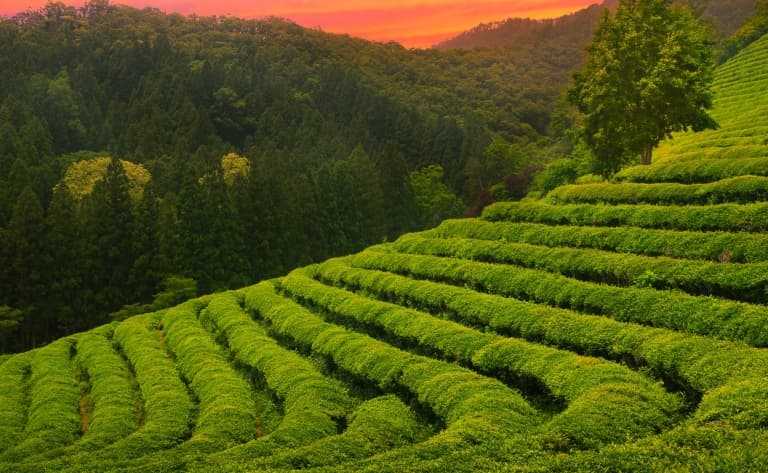 Les plantations de thé de Boseong