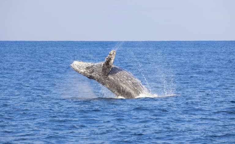 Observation de baleines (juillet à octobre)