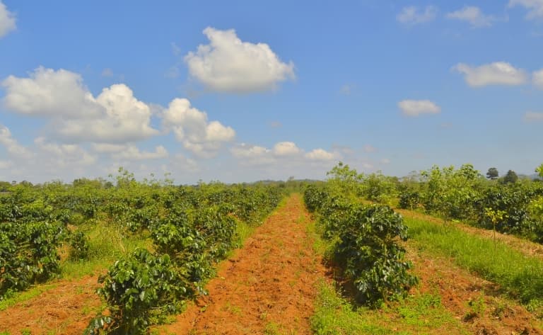 Visite des plantations de café
