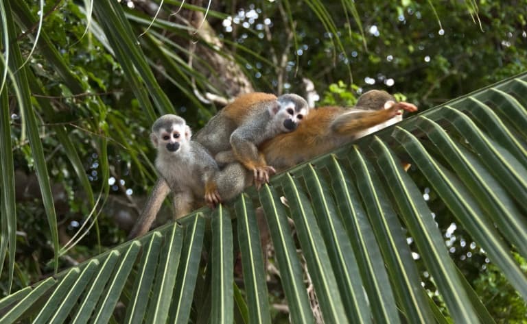 Le merveilleux Parc Naturel de Manuel Antonio !