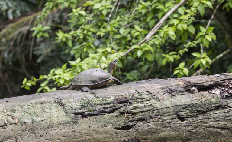 Dessine moi une tortue…