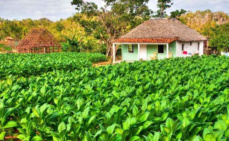 Les anciennes plantations de café et los baños de San Juan