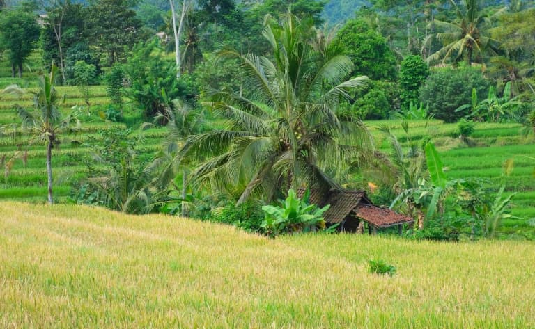 Découverte authentique de l'Est de Bali
