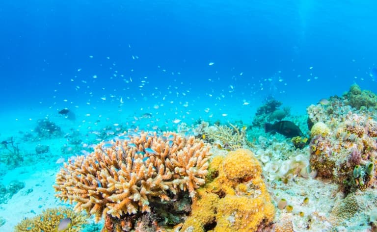 Journée snorkeling à Menjangan