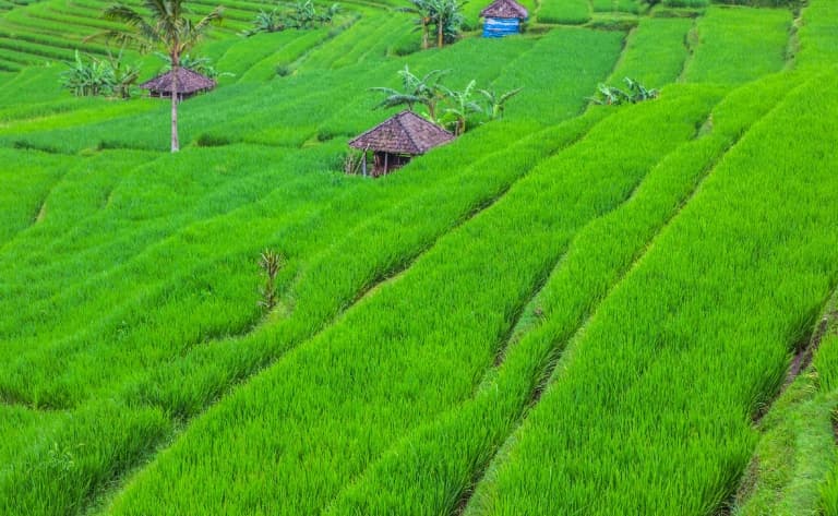 Visite d'Ubud