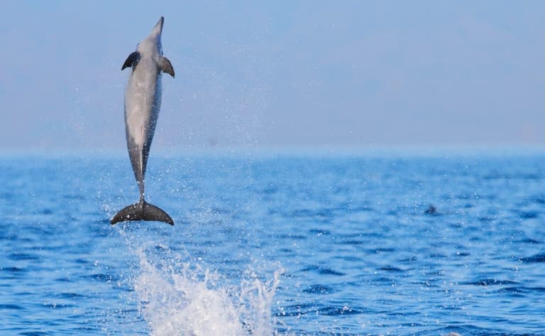 Rencontre avec les dauphins et baignades dans les sources