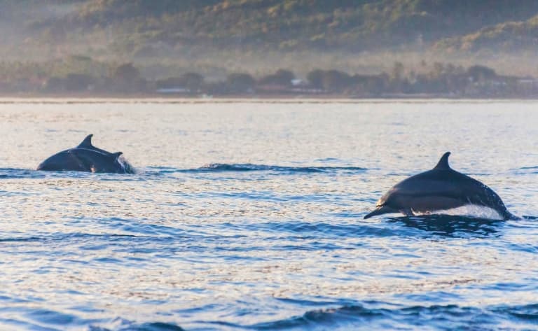 Rencontre avec les dauphins, baignade dans les sources d’eau chaude et cascades.