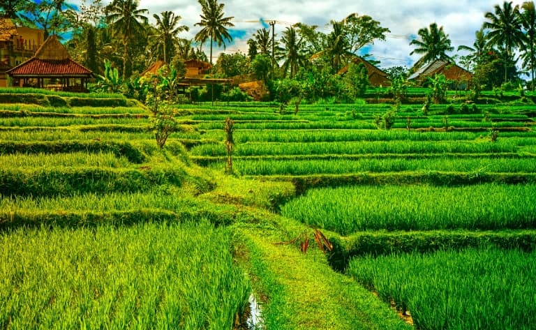 Journée à Ubud
