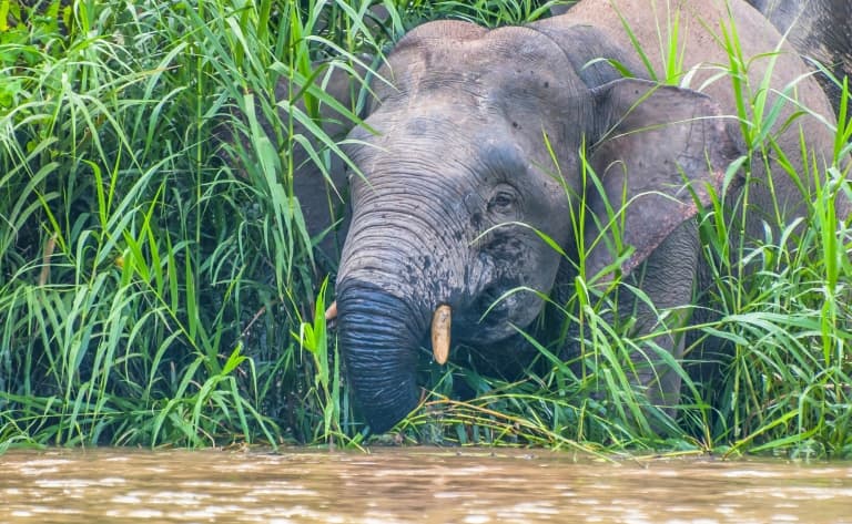 Croisière sur la rivière Kinabatangan