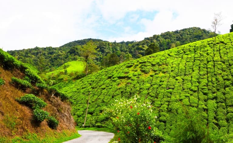 Sur la Route des Cameron Highlands