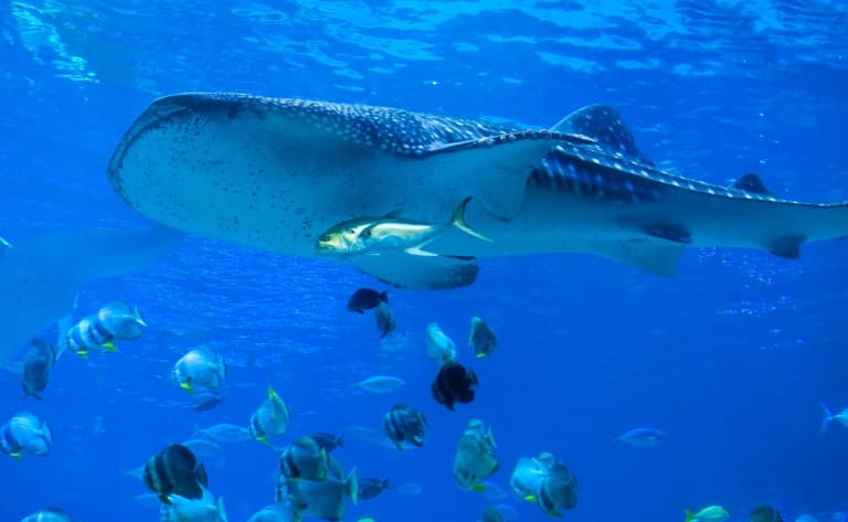 Observation et nage avec les requins baleines