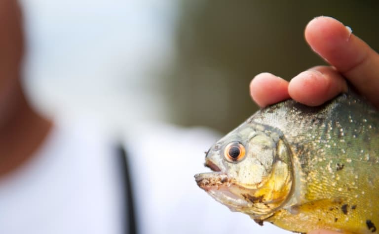 Pêche et cours de cuisine en Amazonie