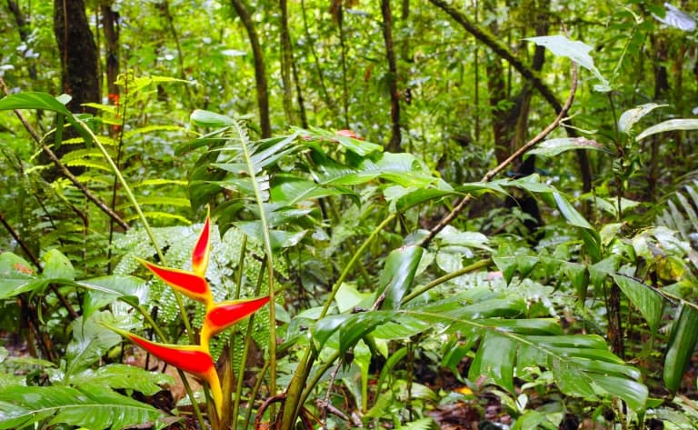 Une journée en forêt amazonienne