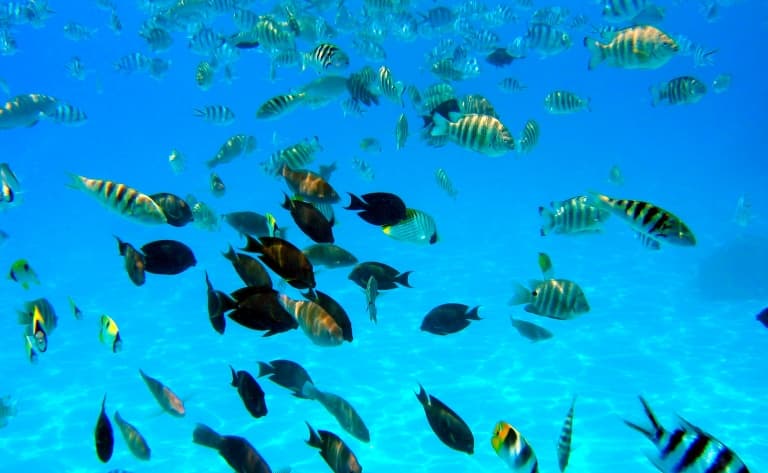 Baptême de plongée sous-marine dans le lagon Moorea