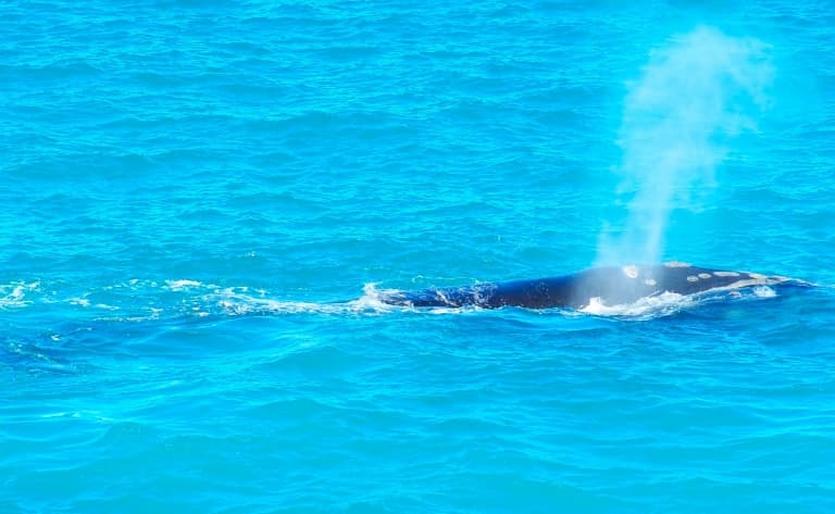 Observation des baleines du pacifique