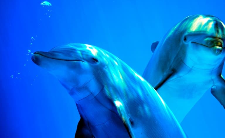 A la rencontre des dauphins