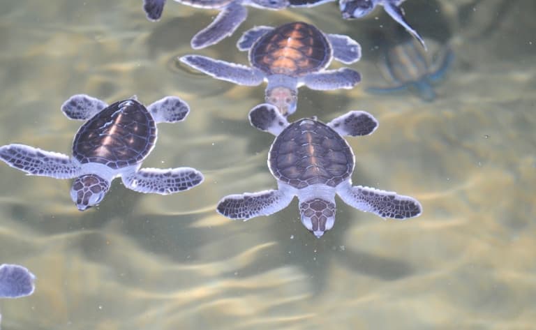 Elevage de tortues à Kosgoda