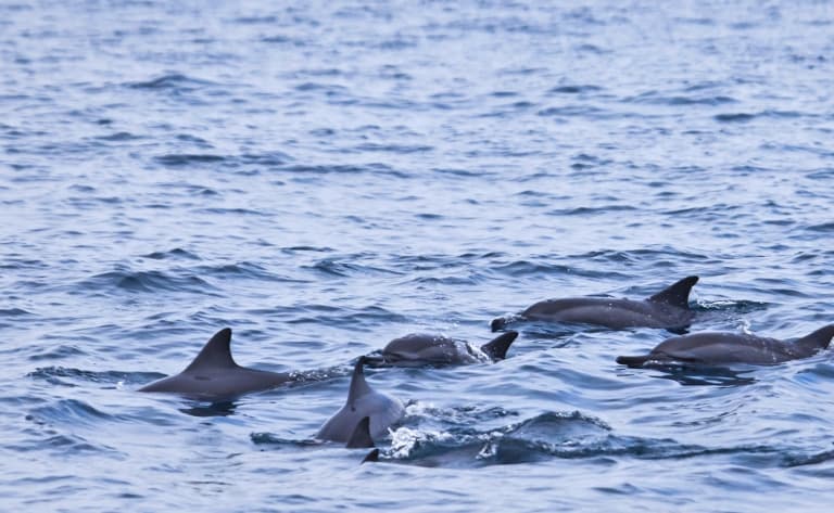 Observation des cétacés et des dauphins à long bec