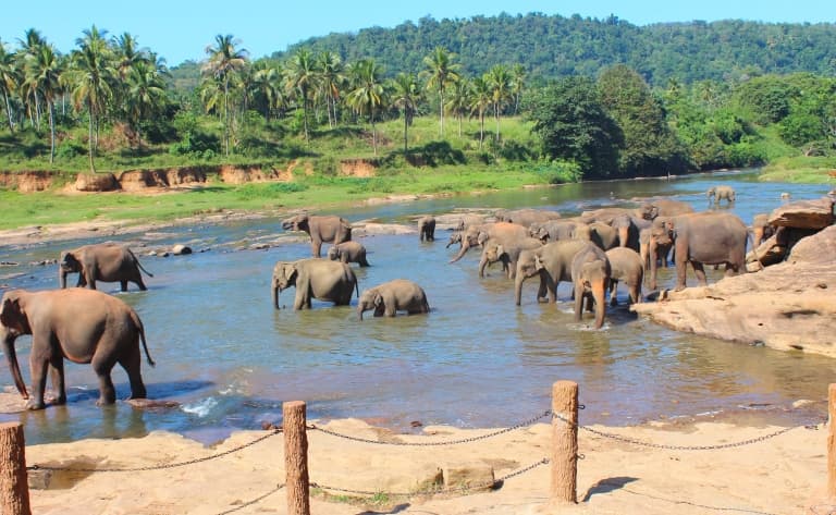 Visite de l'orphelinat des éléphants