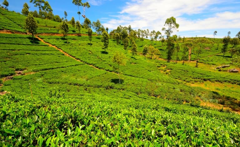 Nuwara Eliya, du thé, toujours du thé et encore du thé… !