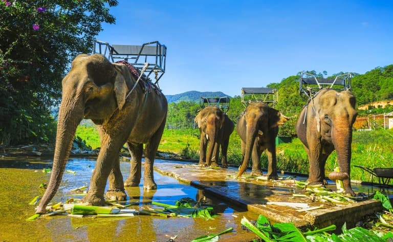 Balade à dos d'éléphants