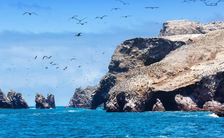 Excursion aux îles Ballestas