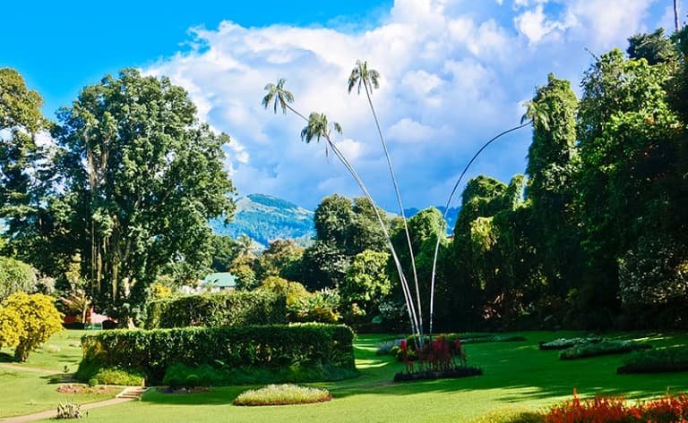 Peradeniya : le plus beau jardin botanique d’Asie !