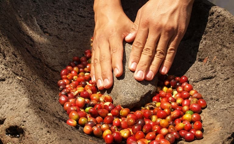 Plantations de café de Losari