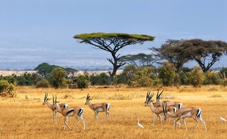 En chemin pour les  contrées sauvages : bienvenue au Botswana !