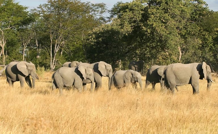 Safari au royaume des éléphants