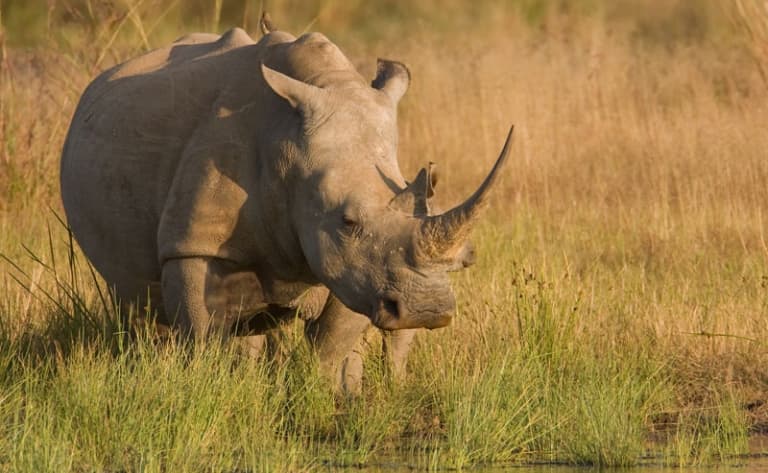 Immersion animalière : le parc Kruger !