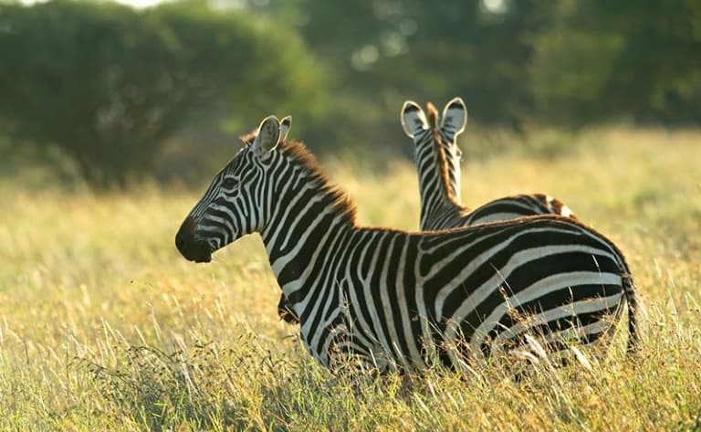 Horizons somptueux : la région de Laikipia