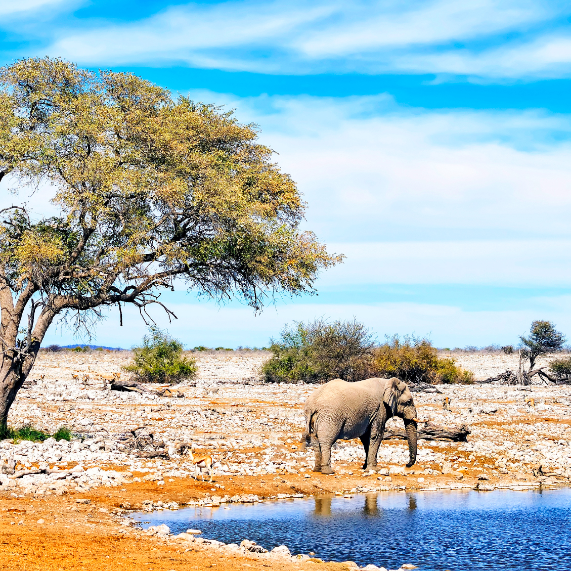 Déserts de Namibie et Chute Victoria
